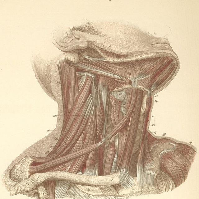 OTORRINOLARINGOLOGIA