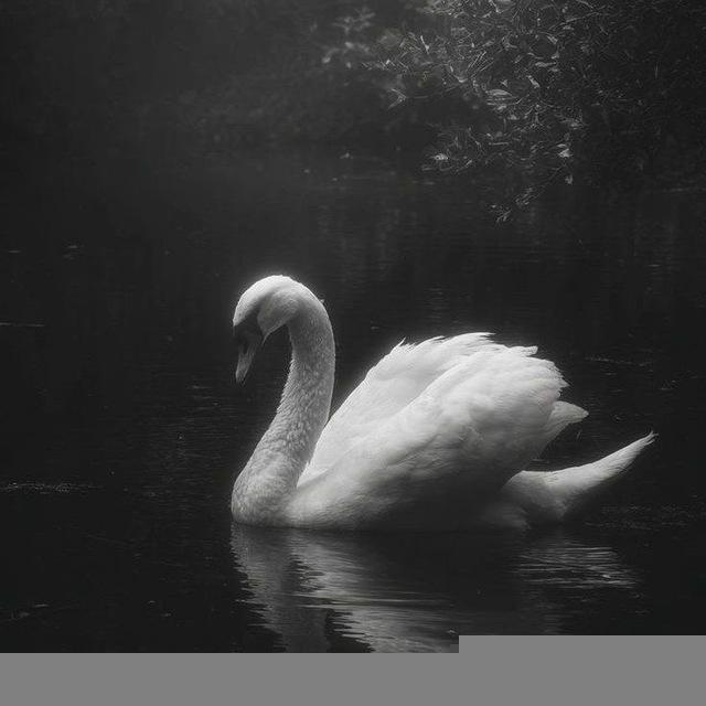 🦢.