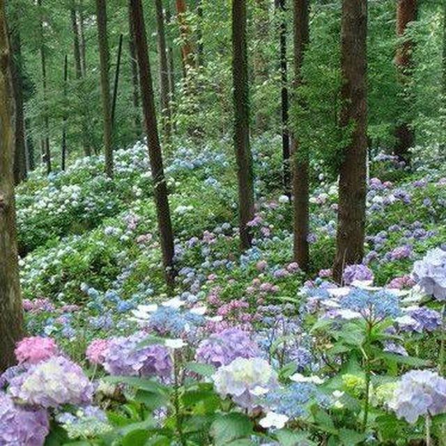 💖🌸Naturheilung und Seelenfrieden🌸💖