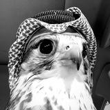 ⚜️فك باند انستا و شراء حسابات⚜️
