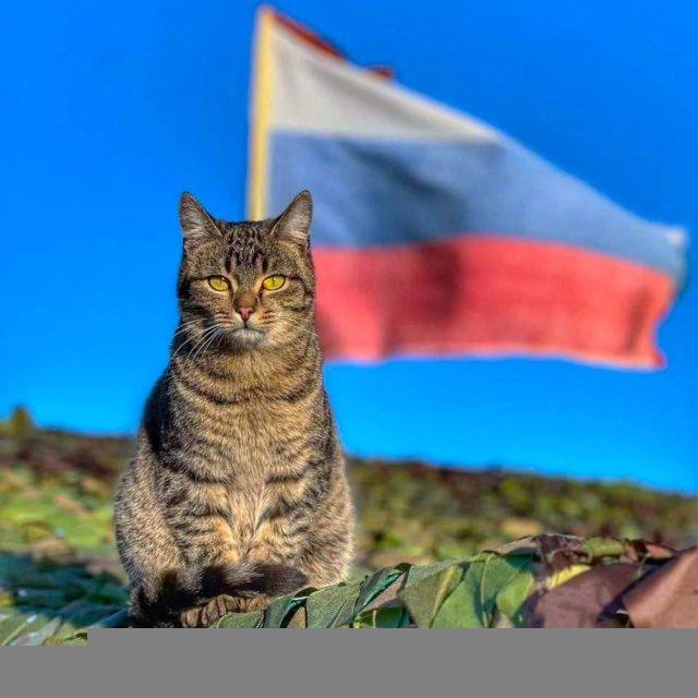 Фронтовые питомцы СВО
