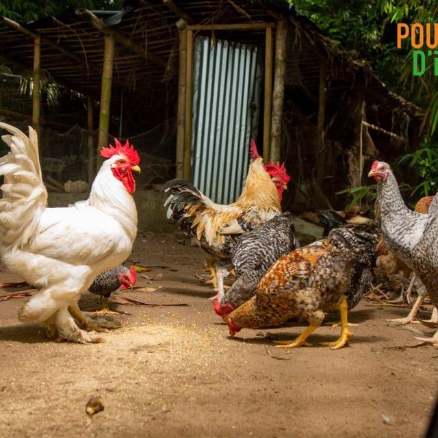 Apprendre à élever ses poules locales - Aviculture 🐣🐔