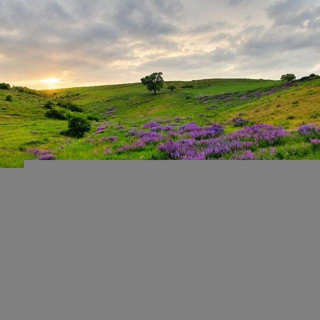 کانال رسمی مشکول