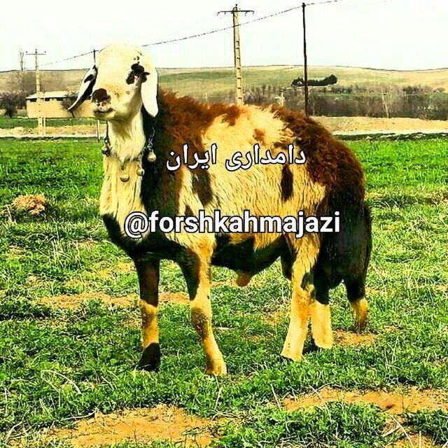 دامداری ایران