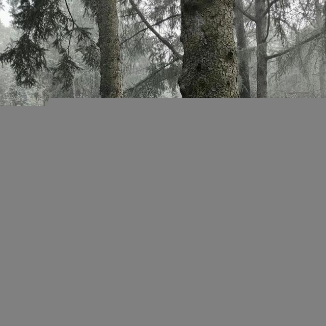 пять признаков Миши