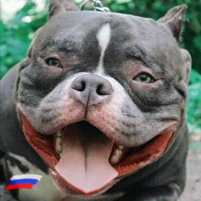 PUPPIES:AMERICAN BULLY:FRENCH AND ENGLISH BULLDOG:RUSSIA AND EUROPE🇷🇺🇪🇺