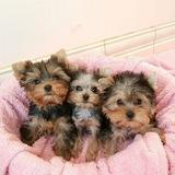 Yorkie Puppies for Adoption and rehoming