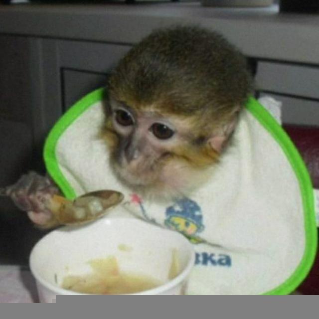 Monkey Hacker