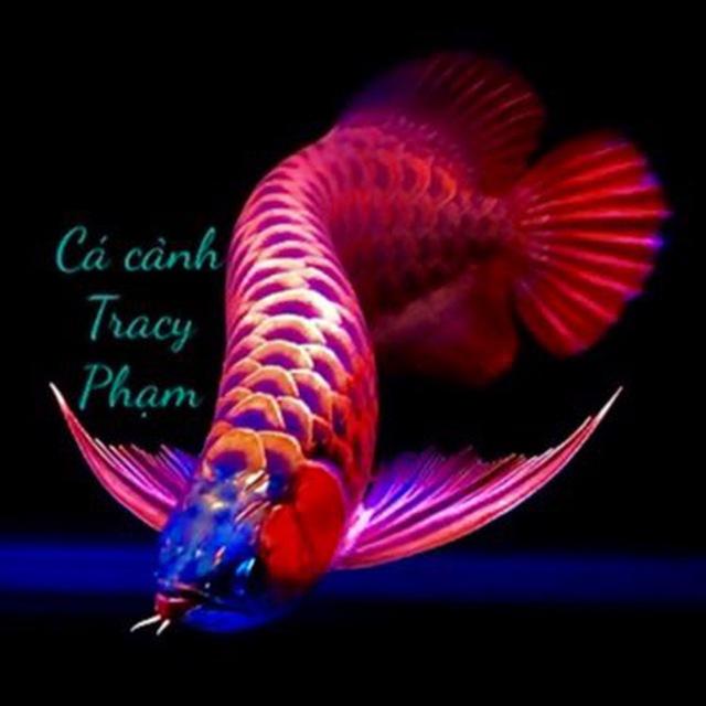 Cá cảnh thú cưng BAVET MỘC BÀI