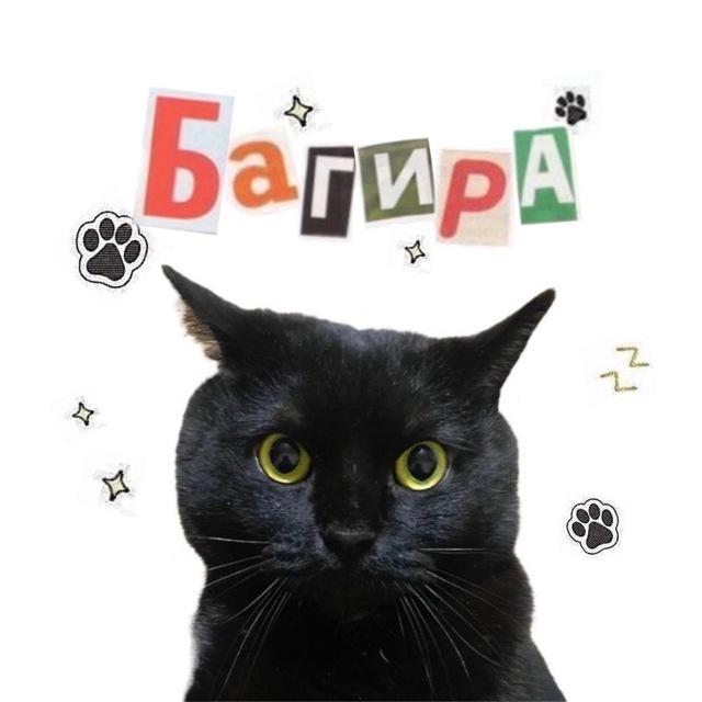 Отряд Спасателей «Багира»🐾