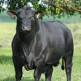 Kattaqoʻrgʻon Nurobod Qoʻshrabot Xatirchi mol bozori