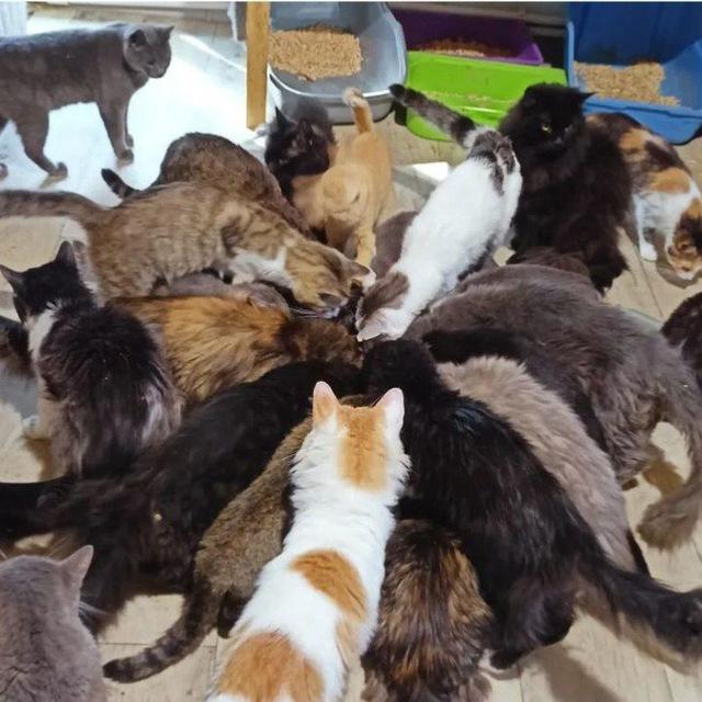 Приют Капитошка Казань