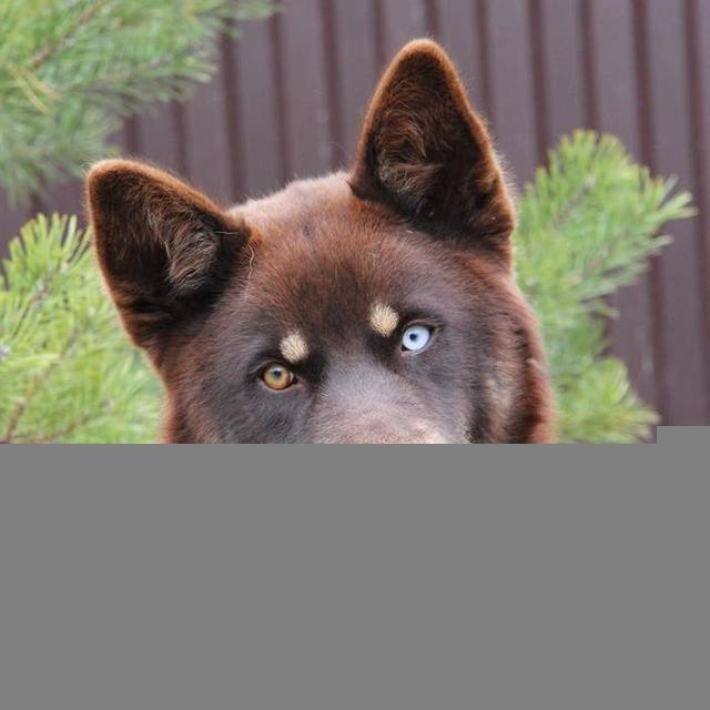 БАНДА 🐾 ДВОРЯН