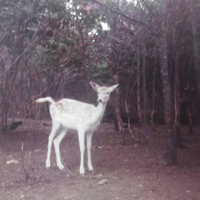 kesèlie