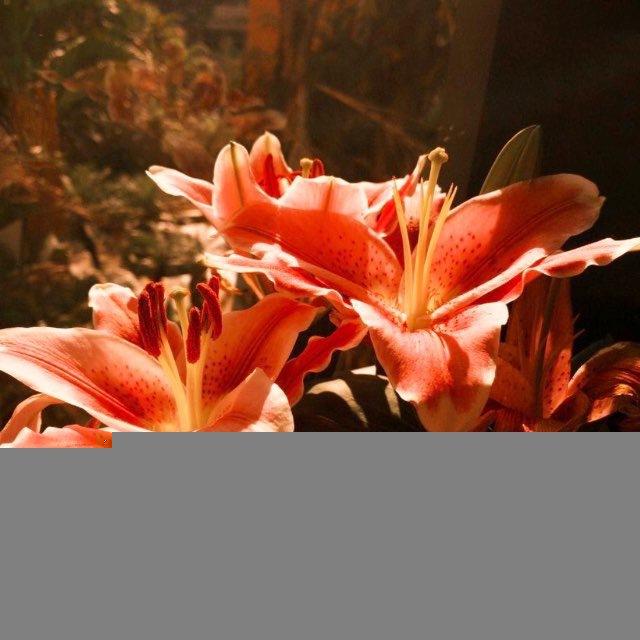 هُنا زَهْرهّ