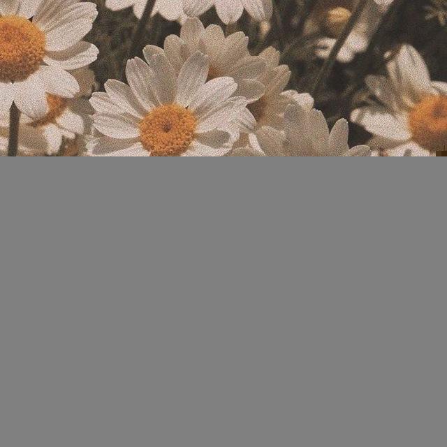 Where the roses bloom