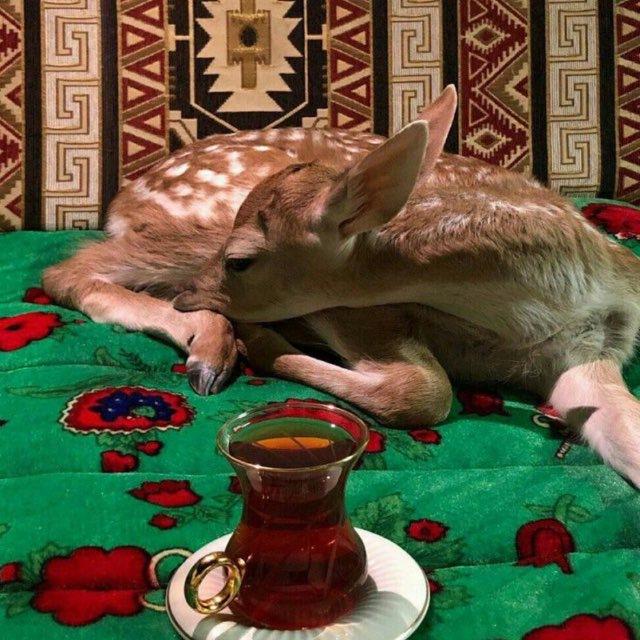 تۆڤ