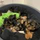 Teacups Yorkies Puppies