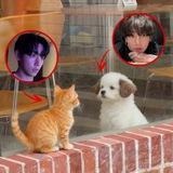kitten tae and puppy jk