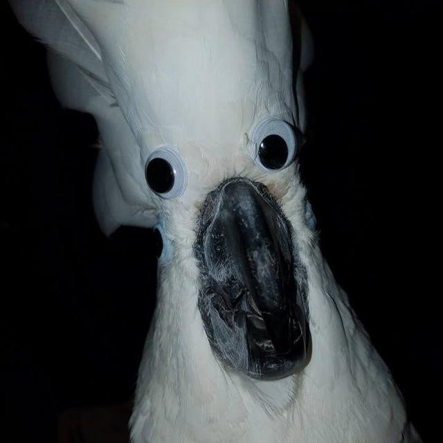 Bird Stuff