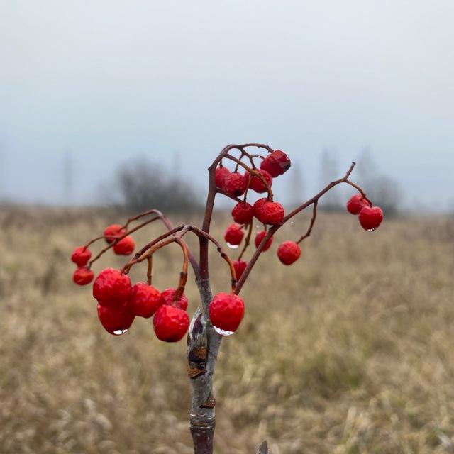 Nature Wallpapers