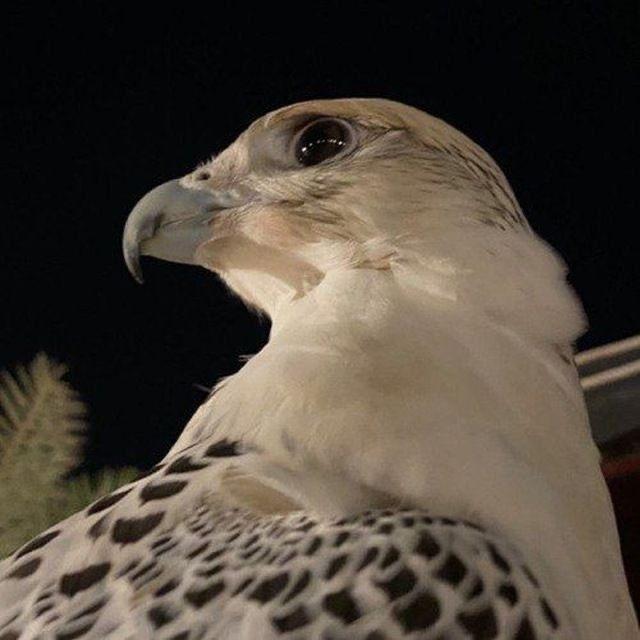 صــــقــــر