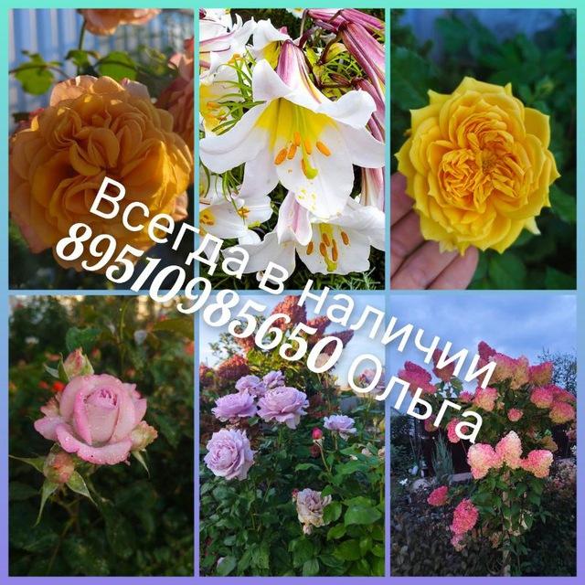 ЛПХ Красный яр Розы Ульяновска. Каталог в наличии зкс 2025👍🌷89510985650 Ольга
