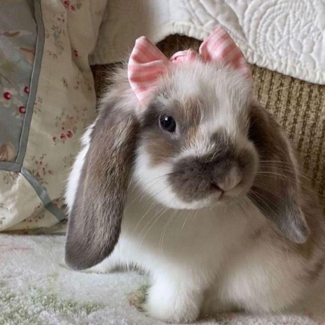 ⌫ ꒰ ִ ْ 𝓒üt!ē 𝓠!st ׅ ʾʿ 🍂🎀