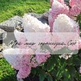 Мой мир гортензий Спб