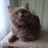 Экспертная оценка котеков