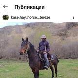 Карачаевские лошади Терезе