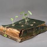 Viriditas. Философия растений 🌱