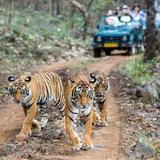 Ranthambhore Safari Booking