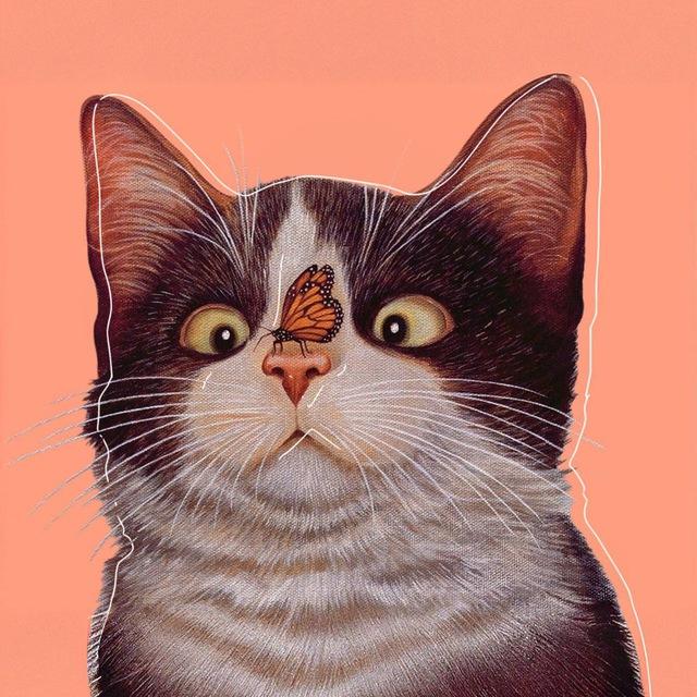 Котанутые