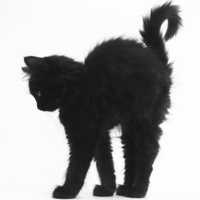джулелеле🐈‍⬛