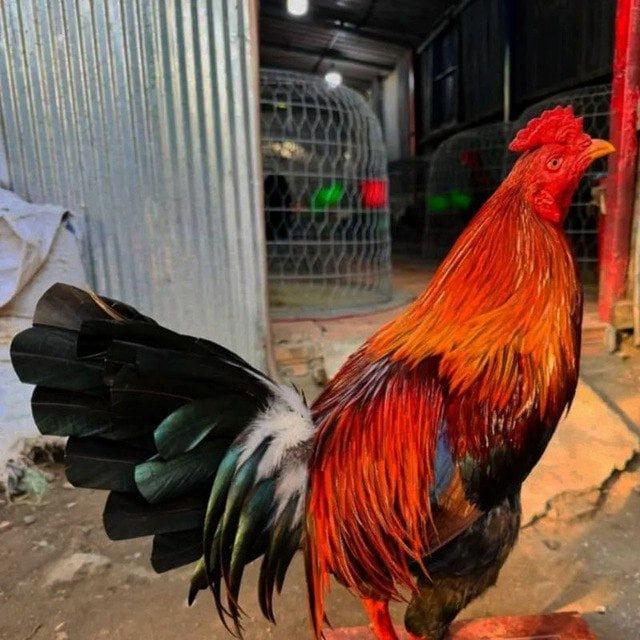 បក្សី កូនភ្លោះ