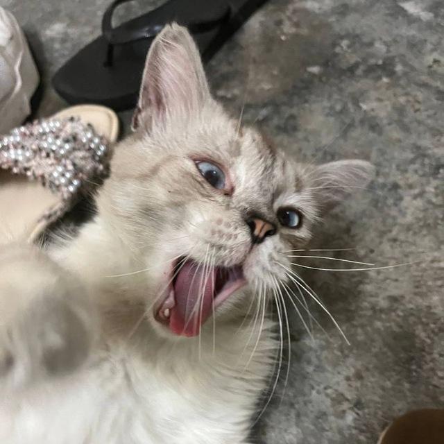 MEOW PUNDANA