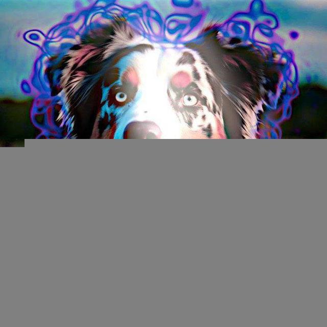 𝐃𝐑𝐄𝐀𝐌 𝐃𝐎𝐆𝐆𝐘