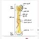 قناة صف ثالث متوسط اسئله وزاريه