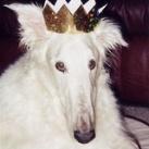 Borzoi Pictures