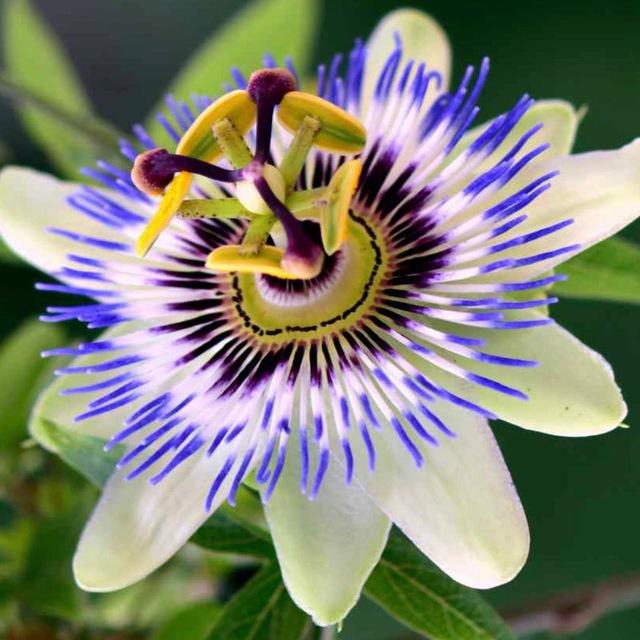 PassionForFruit