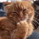 Cat Humor 😺 | Смішні котики 😹