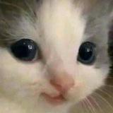 Only cats