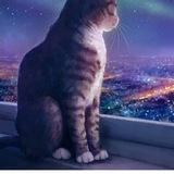 Три кота и немного ЗОЖ