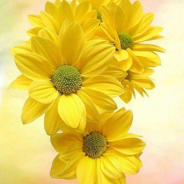 🌷الداعيــات الى الله🌷