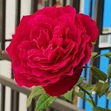 💎🆘BẢO HIỂM VỐN🆘💎