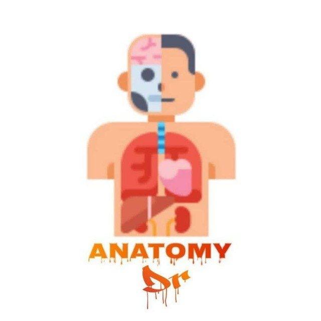 Anatomy'Dr' & 7abasat
