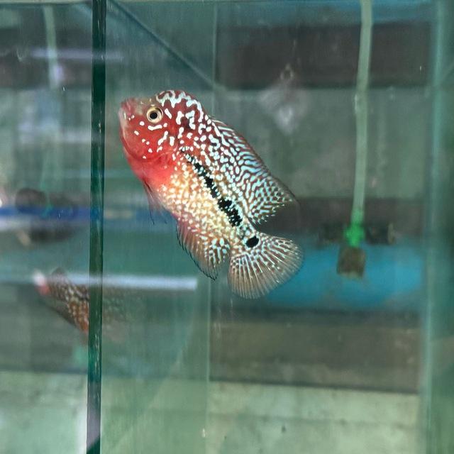 Myanmar Flowerhorn အရောင်း / အဝယ် Chat