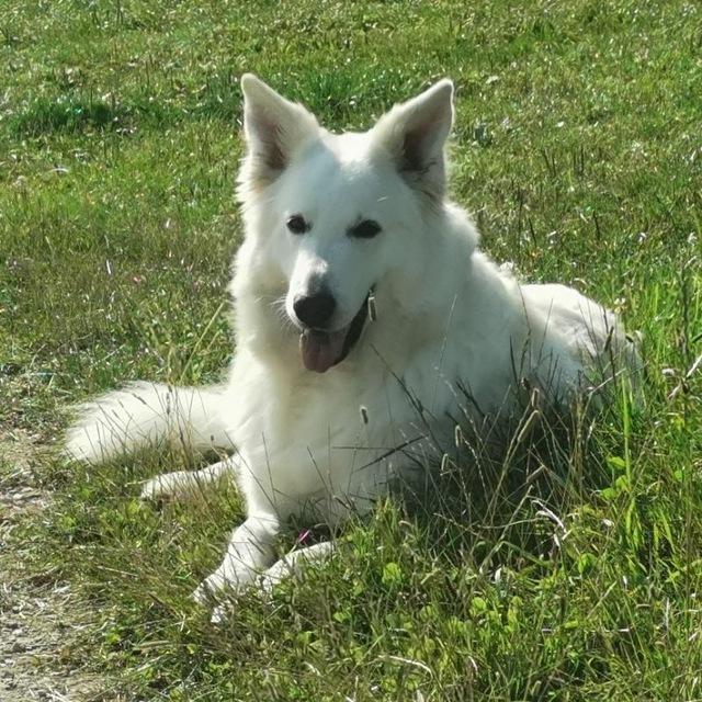 Lustige Tiervideos + Bilder by Louis Excalibur