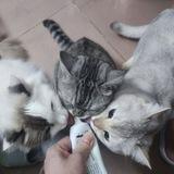 猫咪都是天使！